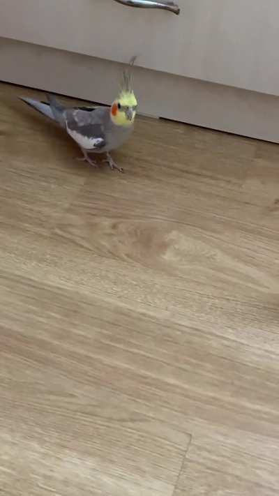 Birb