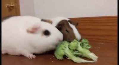 Brutal fight