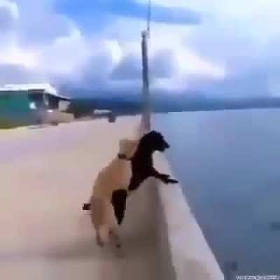 what is the dog currently up to?