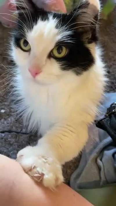 She demands the pets. (No, she&rsquo;s not scratching me)