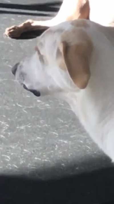 Doggy daycare isn&rsquo;t for everyone