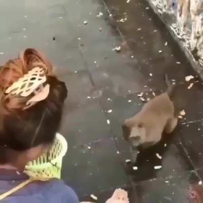 macaco fail