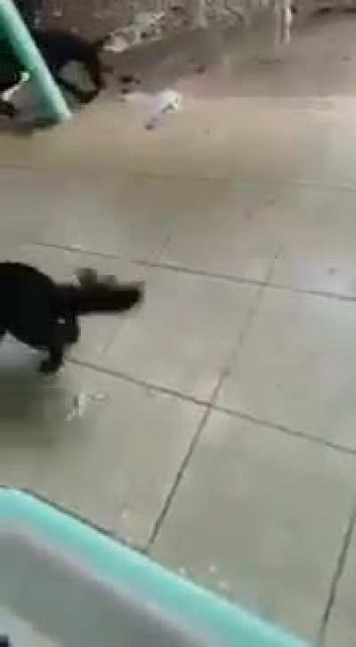 Cats playing!