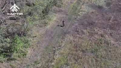 UA National Guard's 13th Brigade "Charter" ("Khartia") drone team spotted an injured Russian soldier who had been left behind by his unit in the Kharkiv region, dropping a bottle of water and surrender instructions instead of a grenade. Published August 1