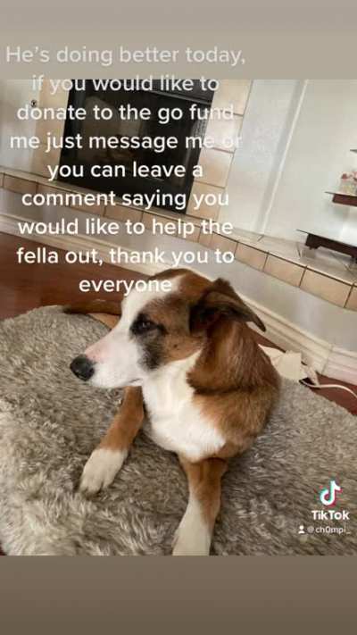 Please Reddit, help hunter! His tumor ruptured and we can&rsquo;t afford to get the surgery to fix him up. Proof of vet examination and surgery estimate is on my profile!