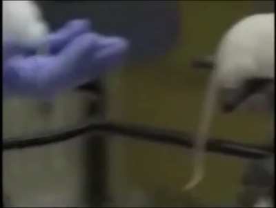 🐁
