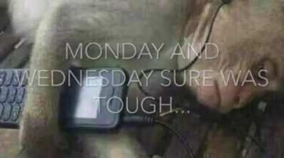 FONKY MONKE FRIDAY EREBODY