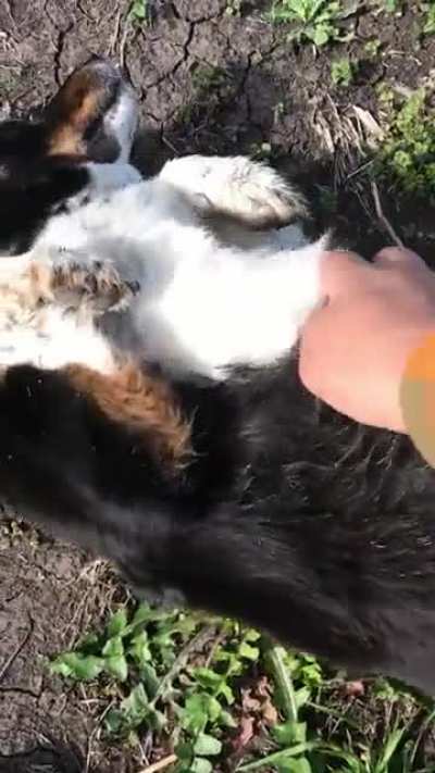He always finds me on the job site and asks for belly rubs. I don&rsquo;t know his name or where he lives.