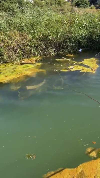 Water buffalo 