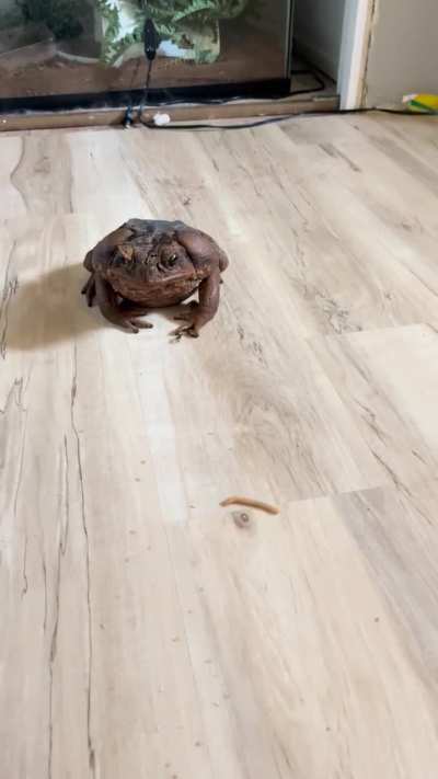 Miss Piggy absolutely decimated some treats for all of you!
