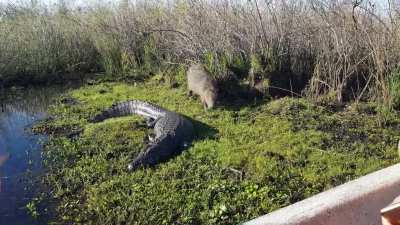 Ac&aacute; Mister carpincho compartiendo el sol con el lagarto Juancho, en Iber&aacute; Corrientes.