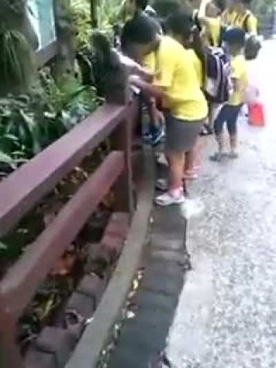 Aggressive squirrel