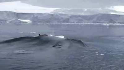 Footage of an Orca hunting strategy known as &ldquo;wave washing&rdquo;.