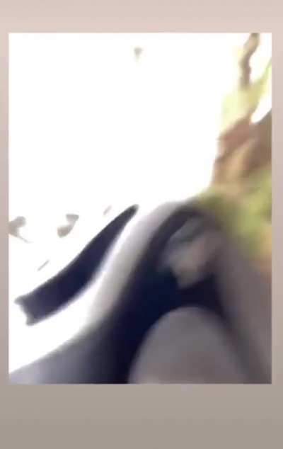 Lake Tahoe dog poop Karen KICKS dog and physically assaults dog owner after mistaking dog poop for hers (Spoiler: the owner is carrying her dog's poop bag in her hand)