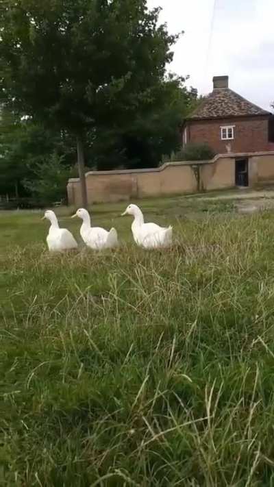 I love duckies