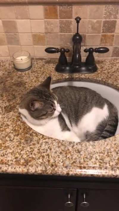 Please don’t disturb me in your bathroom. Thanks - kitty