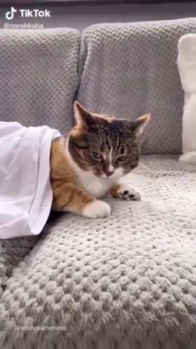 Category is... CAT
