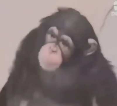 Simplemente m o n k e y