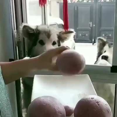 Steamed buns for good boys and girls