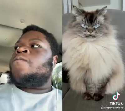 He doesn't look like that cat