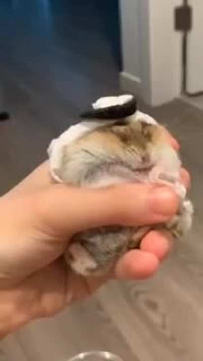 Hamster habibi