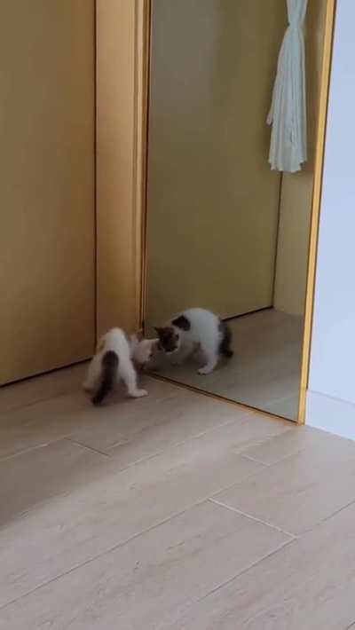 Spicy kitten practicing its spooky pose in front of a mirror