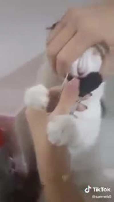 Won't let go of makeup brush