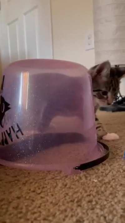 How to save your cat from a tail addicted kitten!!