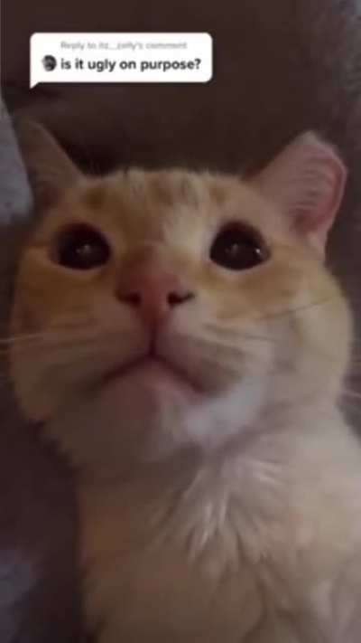 AAAA?
