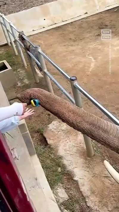 Elephant Returns Child's Shoe That Fell Into Zoo Enclosure