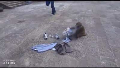 Chad Nepali monke steals from cringe westoid