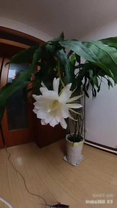 The Queen of the Night blooms once a year at night.