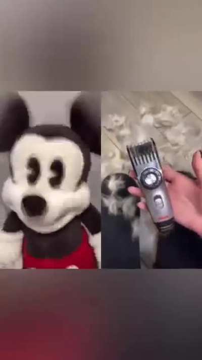 OH NO THE CAT
