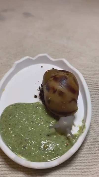 🔥Dinner time for Snail