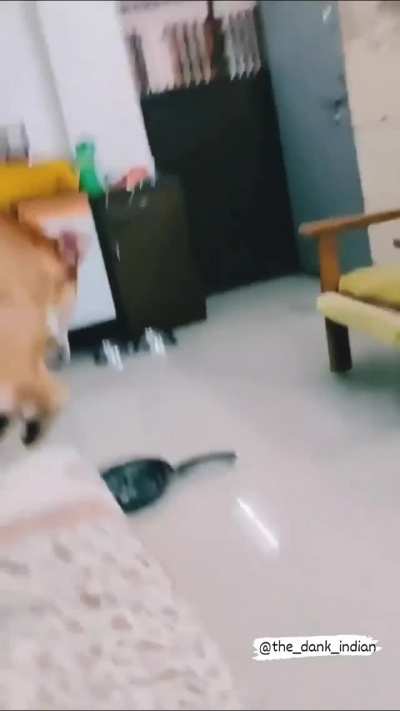 Bluffmaster