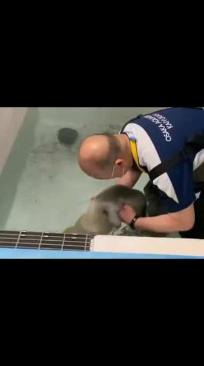 Foca