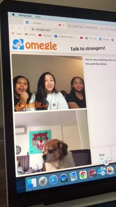 Another one but with dog