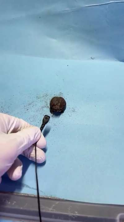 Turd ASMR.