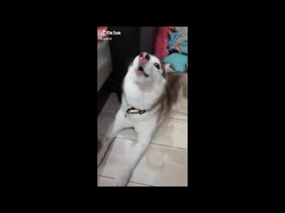 Husky literally screaming off the top of his/her lungs