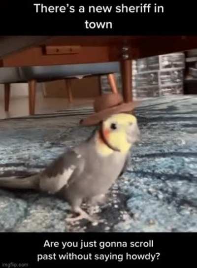 Howdy!