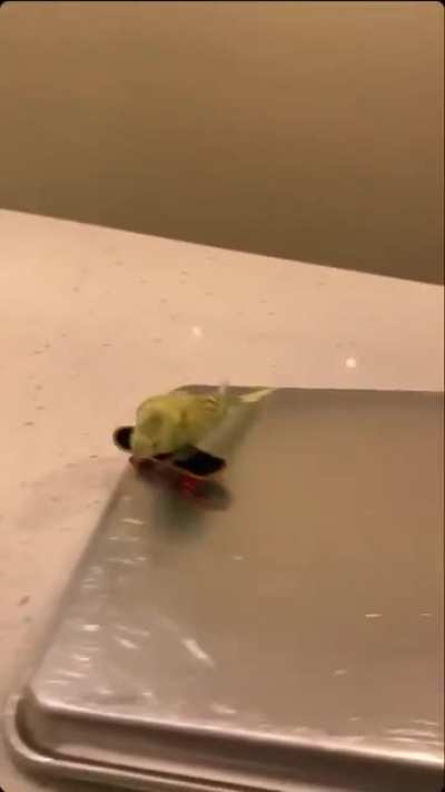 Teaching my baby how to skateboard. He&rsquo;s very cool