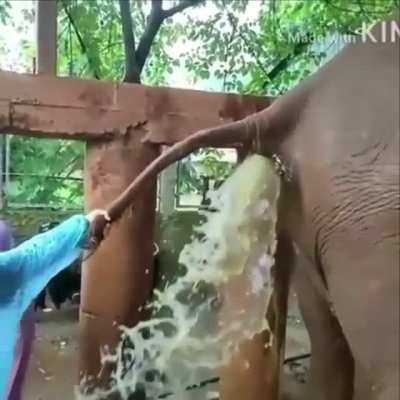 Helping a constipated elephant!!