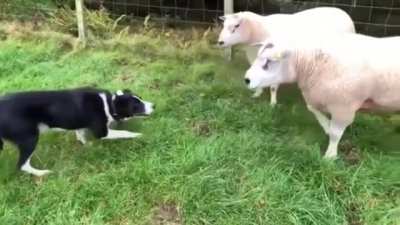 Sheep dog standing his ground