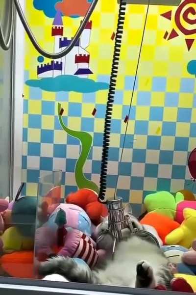 the cat said: "be careful with your rod"😂