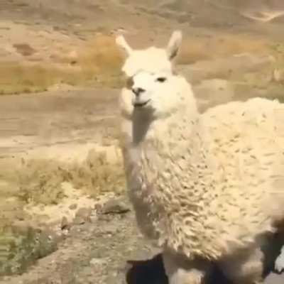 There are no wild alpacas. Alpacas are domesticated versions of vicu&ntilde;as, South American ruminants that live high in the Andes. Alpacas are raised mainly for their soft and fluffy wool.