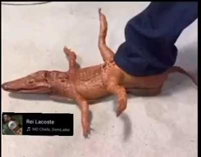 Lacoste ta como