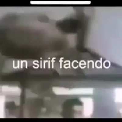 Vamos selfiri