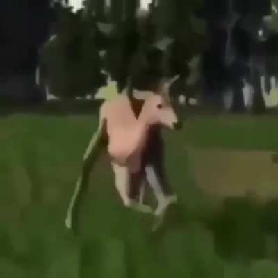 Deer