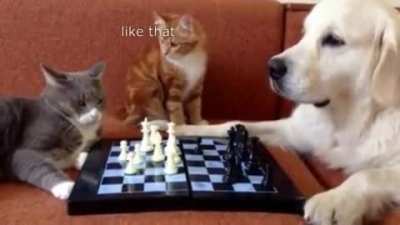Chess can be intense sometimes