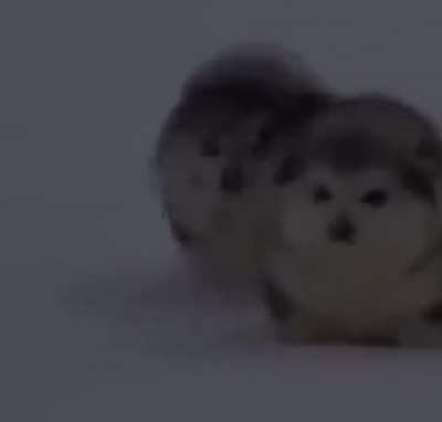 Oh Lord Chonky Boi&rsquo;s